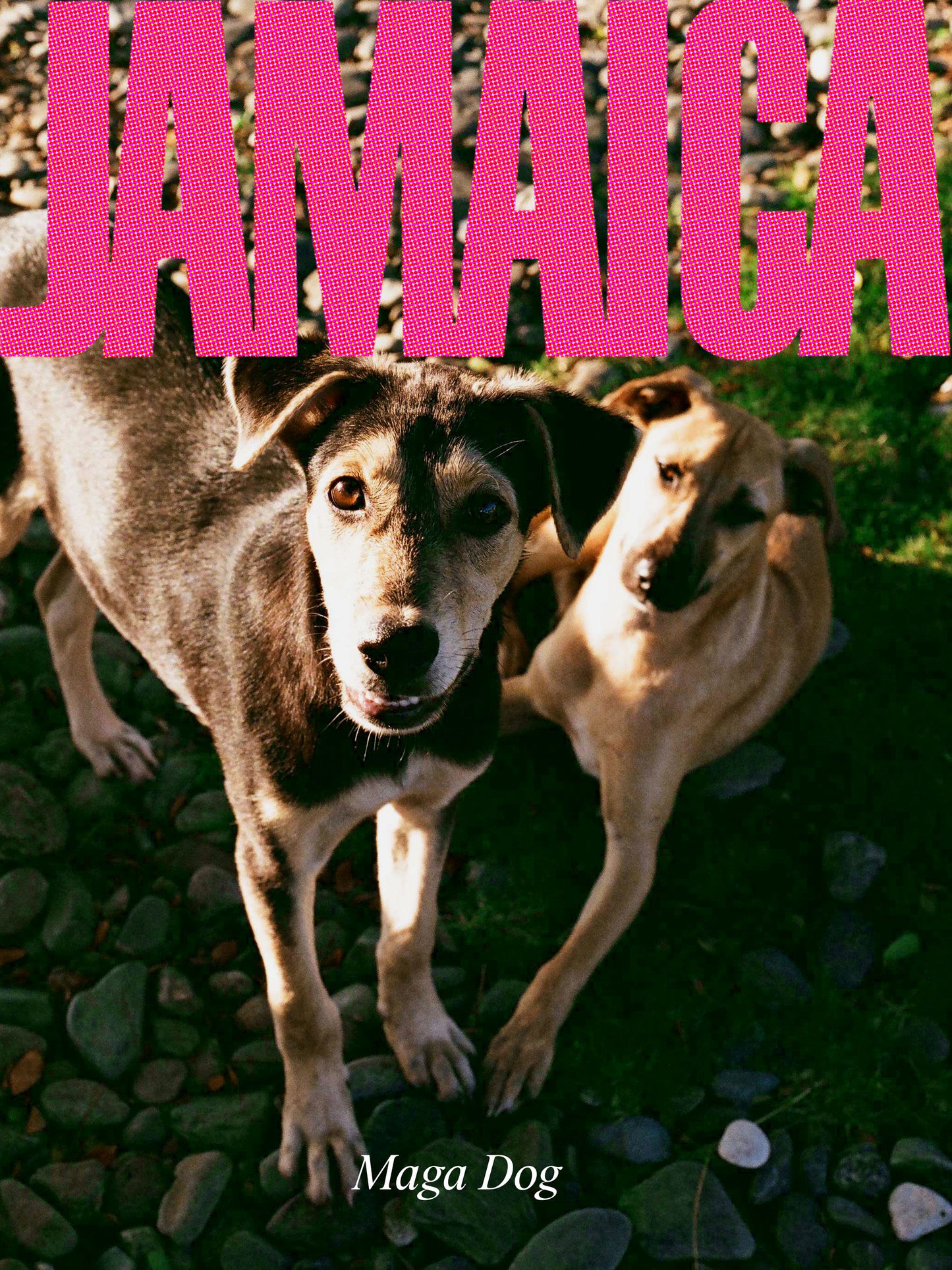 JAMAICA Poster - "Maga Dog"
